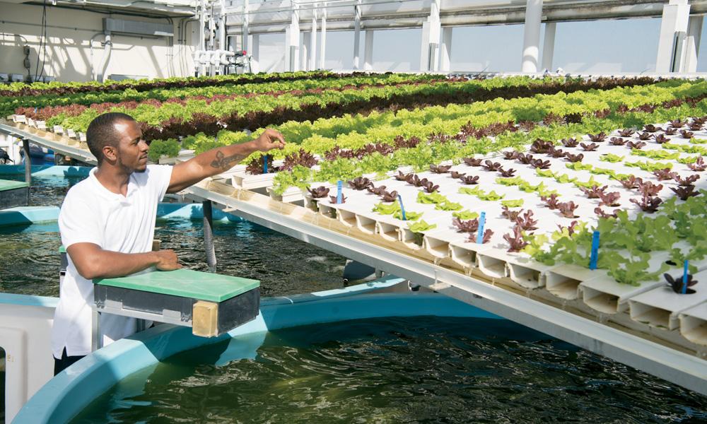 Aquaponics”水培法